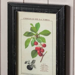 Set of Four Framed Vintage Fruit Prints