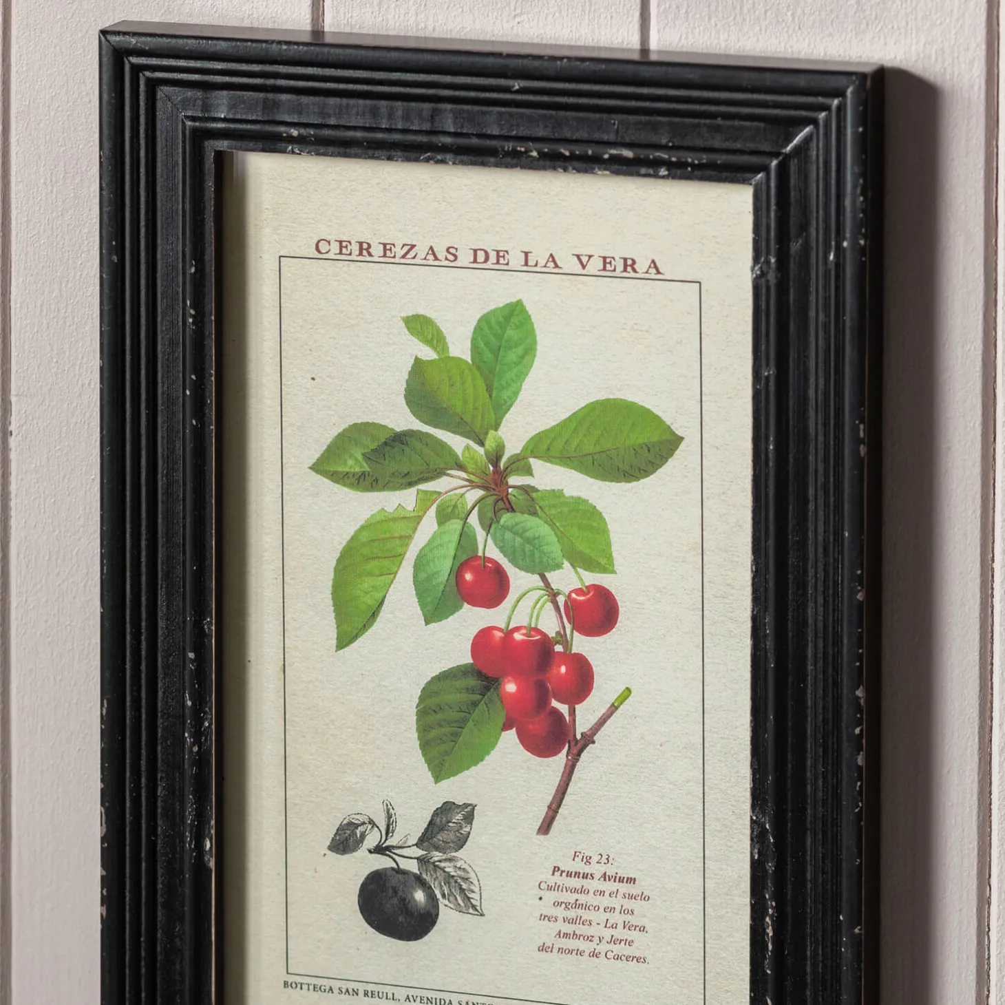 Set of Four Framed Vintage Fruit Prints