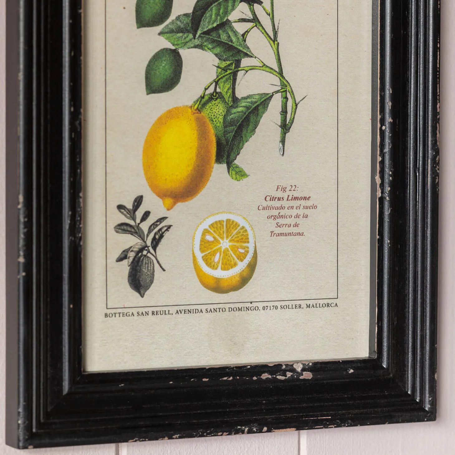 Set of Four Framed Vintage Fruit Prints