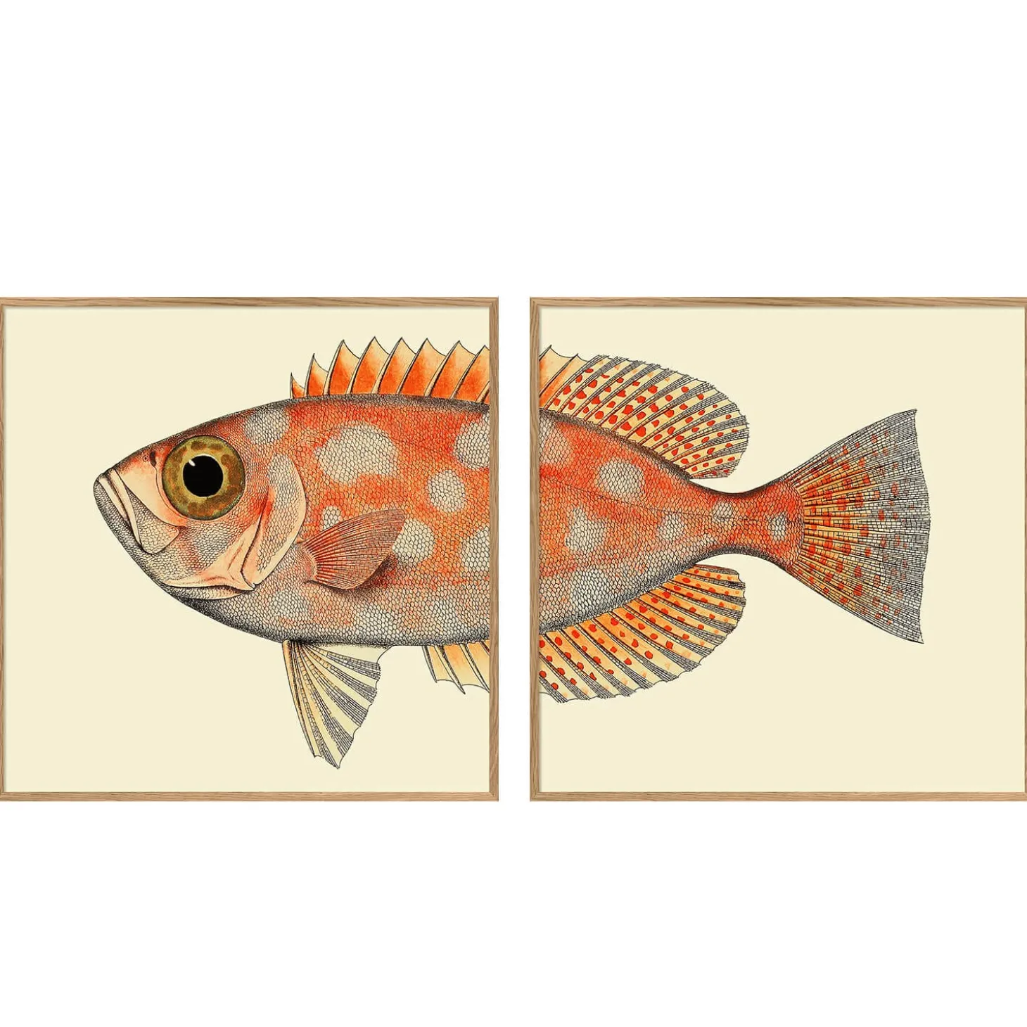 Set of Two Blotched Bigeye Print with Oak Frames