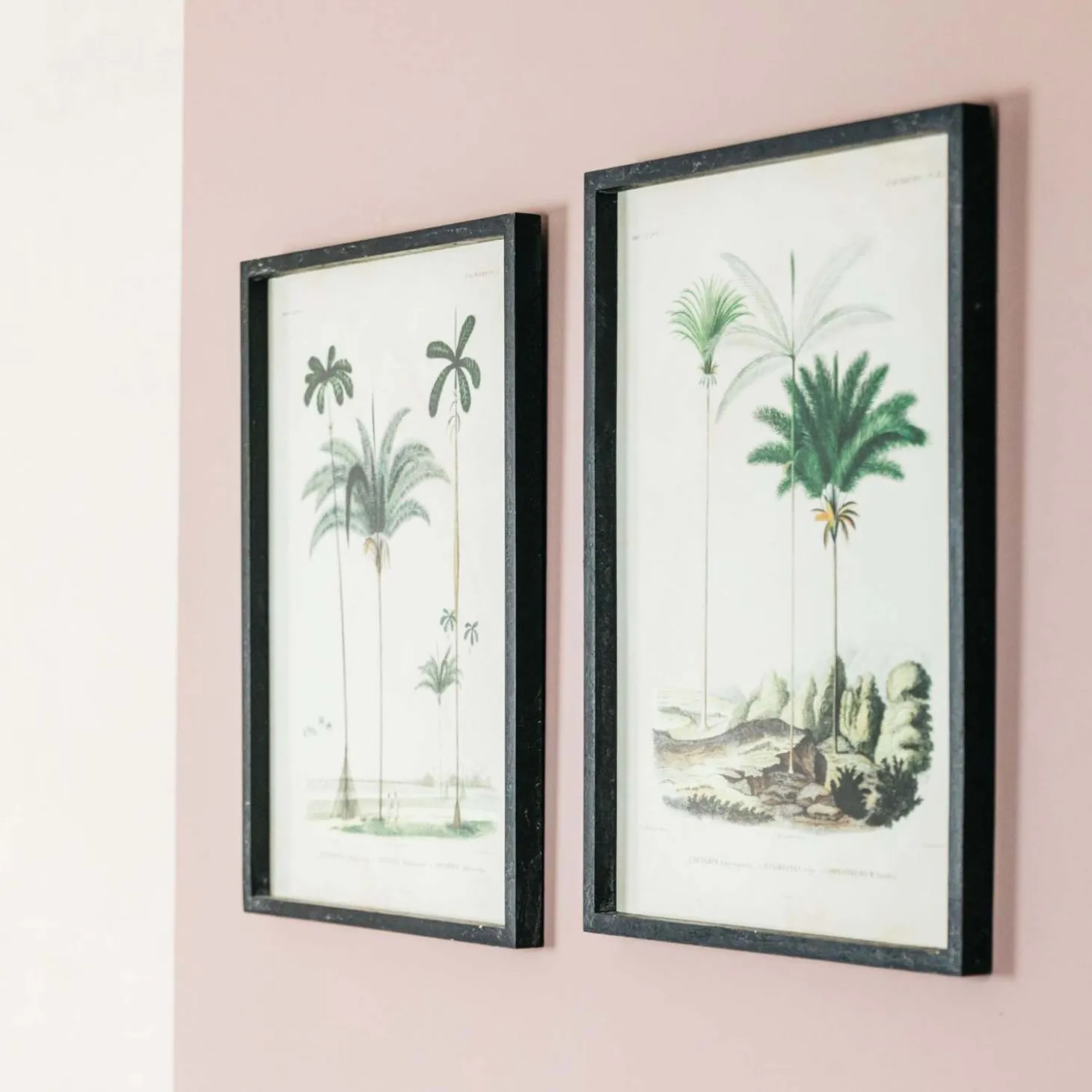 Set of Two Framed Palm Tree Prints