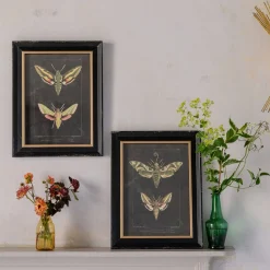 Set of Two Moth Prints