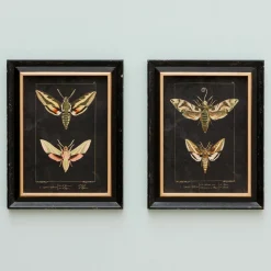 Set of Two Moth Prints