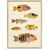 Six Fishes Print with Oak Frames