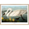 Swan Print with Oak Frame