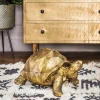 Tarquin the Tortoise