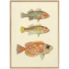 Three Fishes Print with Oak Frame