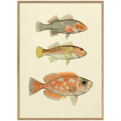 Three Fishes Print with Oak Frame