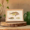 Three Hawkfish Print with Oak Frame
