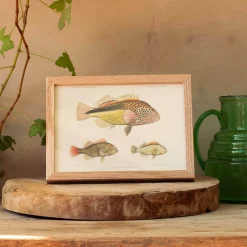 Three Hawkfish Print with Oak Frame