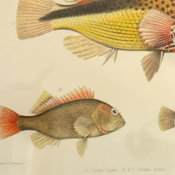 Three Hawkfish Print with Oak Frame