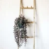 Trailing Dischidia in Pot