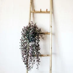 Trailing Dischidia in Pot