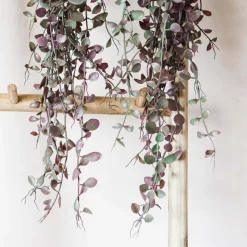 Trailing Dischidia in Pot