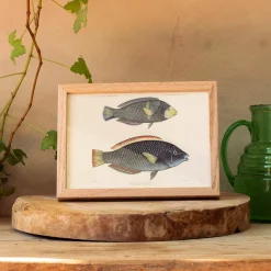 Two Spotted Wrasse Print with Oak Frame