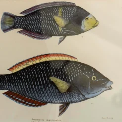 Two Spotted Wrasse Print with Oak Frame